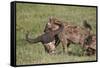 Spotted Hyena or Spotted Hyaena (Crocuta Crocuta) with a Cape Buffalo Skull-James Hager-Framed Stretched Canvas