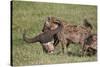 Spotted Hyena or Spotted Hyaena (Crocuta Crocuta) with a Cape Buffalo Skull-James Hager-Stretched Canvas