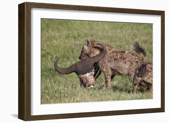 Spotted Hyena or Spotted Hyaena (Crocuta Crocuta) with a Cape Buffalo Skull-James Hager-Framed Photographic Print