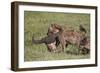 Spotted Hyena or Spotted Hyaena (Crocuta Crocuta) with a Cape Buffalo Skull-James Hager-Framed Photographic Print
