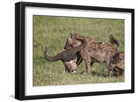 Spotted Hyena or Spotted Hyaena (Crocuta Crocuta) with a Cape Buffalo Skull-James Hager-Framed Photographic Print