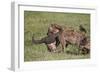 Spotted Hyena or Spotted Hyaena (Crocuta Crocuta) with a Cape Buffalo Skull-James Hager-Framed Photographic Print