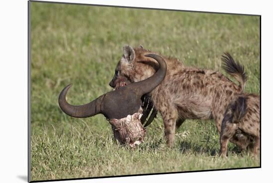 Spotted Hyena or Spotted Hyaena (Crocuta Crocuta) with a Cape Buffalo Skull-James Hager-Mounted Photographic Print