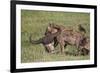 Spotted Hyena or Spotted Hyaena (Crocuta Crocuta) with a Cape Buffalo Skull-James Hager-Framed Photographic Print