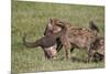 Spotted Hyena or Spotted Hyaena (Crocuta Crocuta) with a Cape Buffalo Skull-James Hager-Mounted Photographic Print