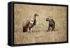 Spotted Hyena Pup and Whitebacked Vulture-Paul Souders-Framed Stretched Canvas