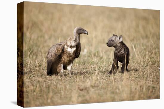 Spotted Hyena Pup and Whitebacked Vulture-Paul Souders-Stretched Canvas