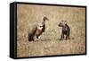 Spotted Hyena Pup and Whitebacked Vulture-Paul Souders-Framed Stretched Canvas