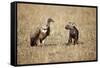 Spotted Hyena Pup and Whitebacked Vulture-Paul Souders-Framed Stretched Canvas