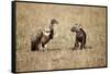 Spotted Hyena Pup and Whitebacked Vulture-Paul Souders-Framed Stretched Canvas