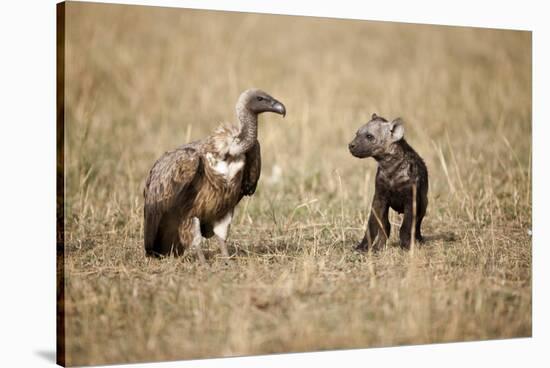 Spotted Hyena Pup and Whitebacked Vulture-Paul Souders-Stretched Canvas