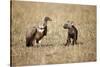 Spotted Hyena Pup and Whitebacked Vulture-Paul Souders-Stretched Canvas