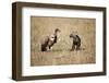 Spotted Hyena Pup and Whitebacked Vulture-Paul Souders-Framed Premium Photographic Print