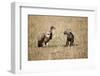 Spotted Hyena Pup and Whitebacked Vulture-Paul Souders-Framed Premium Photographic Print