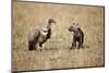 Spotted Hyena Pup and Whitebacked Vulture-Paul Souders-Mounted Premium Photographic Print