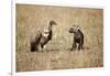 Spotted Hyena Pup and Whitebacked Vulture-Paul Souders-Framed Photographic Print