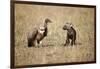 Spotted Hyena Pup and Whitebacked Vulture-Paul Souders-Framed Photographic Print