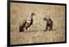 Spotted Hyena Pup and Whitebacked Vulture-Paul Souders-Framed Photographic Print