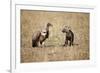 Spotted Hyena Pup and Whitebacked Vulture-Paul Souders-Framed Photographic Print