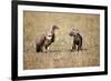 Spotted Hyena Pup and Whitebacked Vulture-Paul Souders-Framed Photographic Print