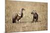 Spotted Hyena Pup and Whitebacked Vulture-Paul Souders-Mounted Photographic Print