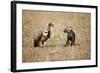 Spotted Hyena Pup and Whitebacked Vulture-Paul Souders-Framed Photographic Print