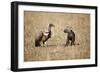 Spotted Hyena Pup and Whitebacked Vulture-Paul Souders-Framed Photographic Print