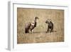 Spotted Hyena Pup and Whitebacked Vulture-Paul Souders-Framed Photographic Print