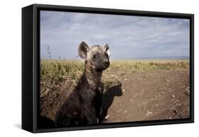 Spotted Hyena Pup-null-Framed Stretched Canvas