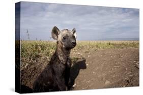 Spotted Hyena Pup-null-Stretched Canvas