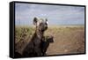 Spotted Hyena Pup-null-Framed Stretched Canvas