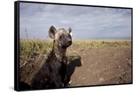 Spotted Hyena Pup-null-Framed Stretched Canvas