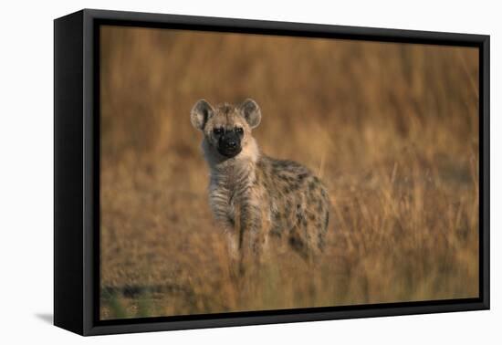 Spotted Hyena Pup-null-Framed Stretched Canvas