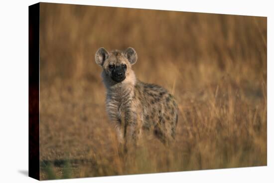 Spotted Hyena Pup-null-Stretched Canvas