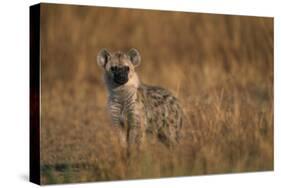 Spotted Hyena Pup-null-Stretched Canvas