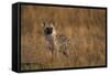 Spotted Hyena Pup-null-Framed Stretched Canvas