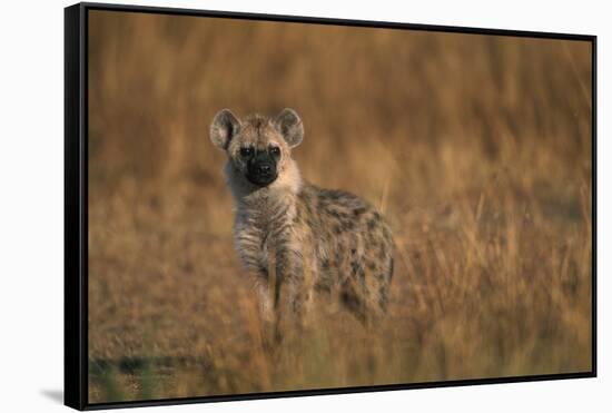 Spotted Hyena Pup-null-Framed Stretched Canvas