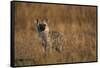 Spotted Hyena Pup-null-Framed Stretched Canvas