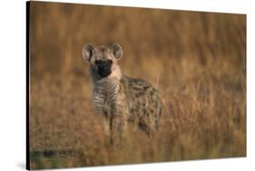 Spotted Hyena Pup-null-Stretched Canvas