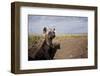 Spotted Hyena Pup-null-Framed Premium Photographic Print