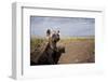 Spotted Hyena Pup-null-Framed Premium Photographic Print