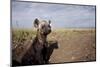 Spotted Hyena Pup-null-Mounted Premium Photographic Print