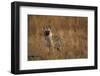 Spotted Hyena Pup-null-Framed Premium Photographic Print