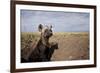 Spotted Hyena Pup-null-Framed Photographic Print