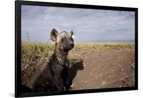 Spotted Hyena Pup-null-Framed Photographic Print