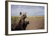 Spotted Hyena Pup-null-Framed Photographic Print