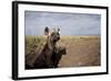 Spotted Hyena Pup-null-Framed Photographic Print