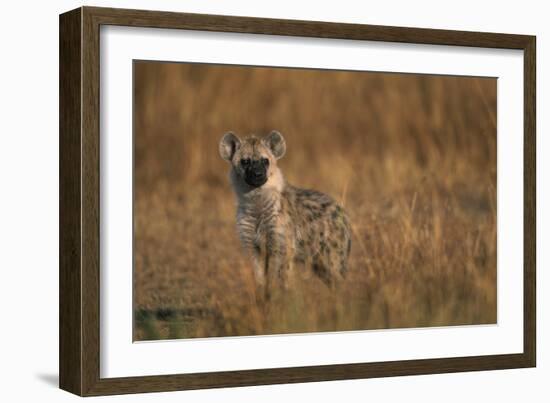 Spotted Hyena Pup-null-Framed Photographic Print