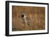 Spotted Hyena Pup-null-Framed Photographic Print