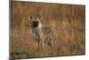 Spotted Hyena Pup-null-Mounted Photographic Print